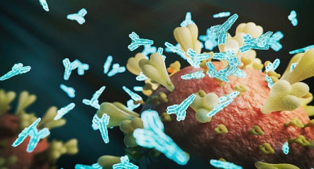 Understanding Anti-RBC Antibodies: What Are They and How Do They Affect the Body?