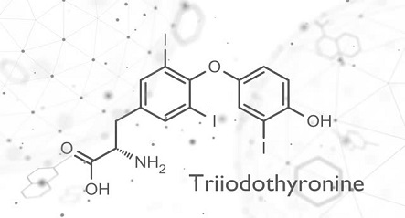 Understanding the Significance of Triiodothyronine Antibody