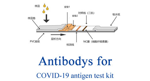 Antibody for COVID-19 antigen test