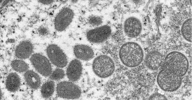 Sekbio Recombinant Monkeypox Virus Proteins