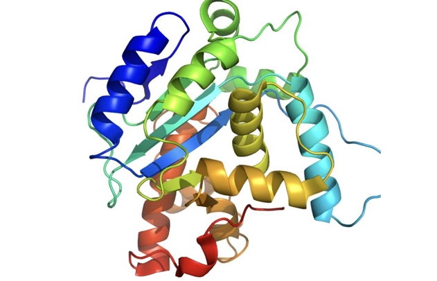 Prostate-Specific Antigen (Eukaryotic Expression)
