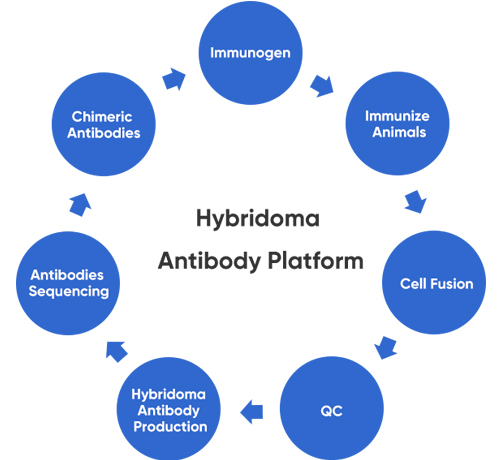 hybridoma_antibody_platform.jpg