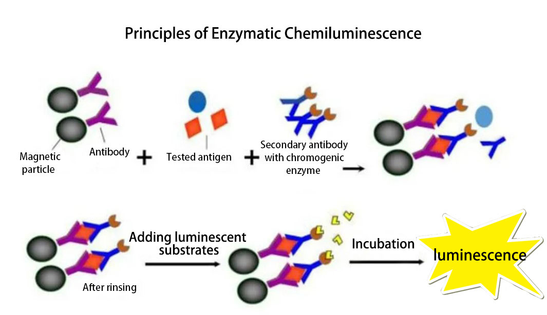 principle-of-enzymatic-chemiluminescence.jpg