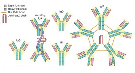Overview of Immunodiagnosis