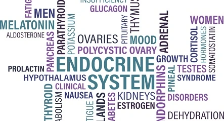 About Endocrine Hormones: Parathyroid Hormone